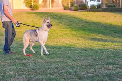 KONG Retractable Leash Ultimate Grey