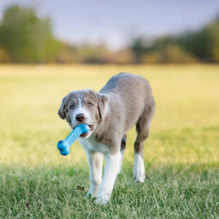 KONG Puppy Goodie Bone Blue