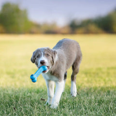 KONG Puppy Goodie Bone, Blue