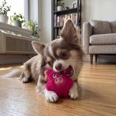 Snuzzles Mini Pig